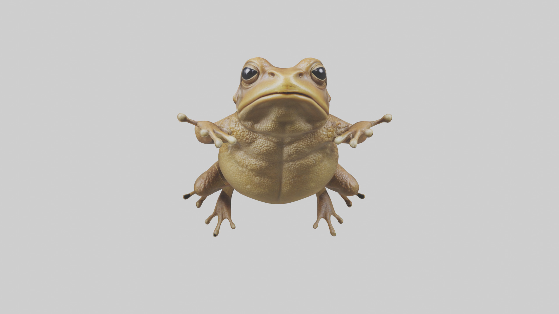 Cane Toad hopping model Low-poly 3D model_19