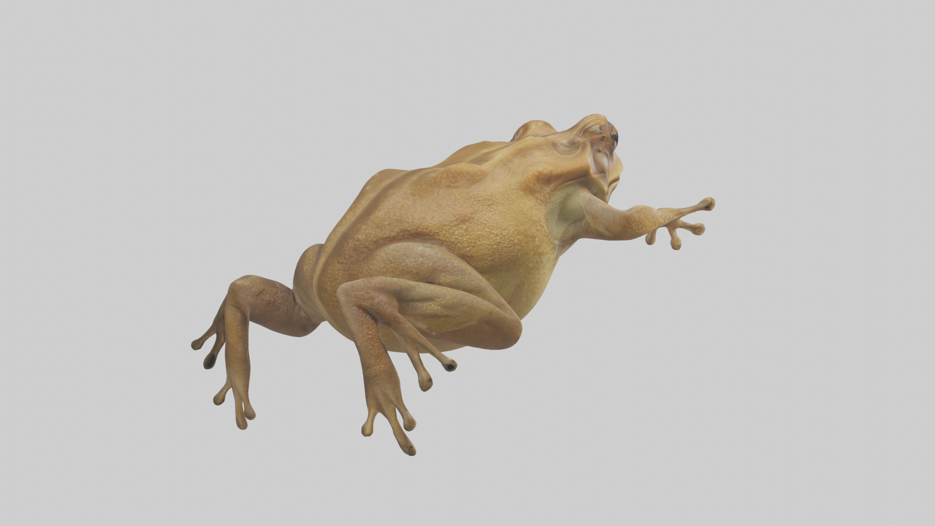 Cane Toad hopping model Low-poly 3D model_2
