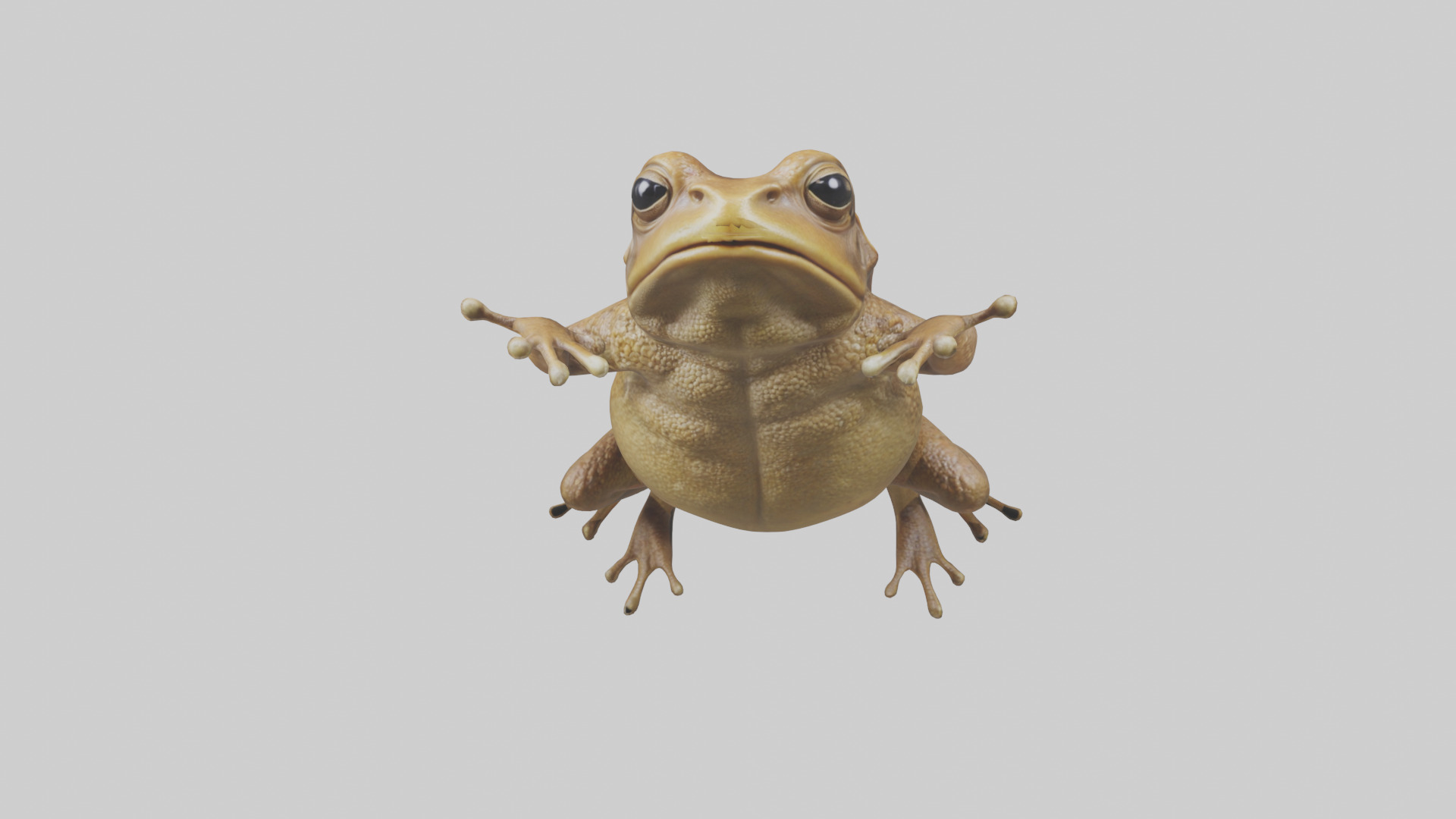 Cane Toad hopping model Low-poly 3D model_12