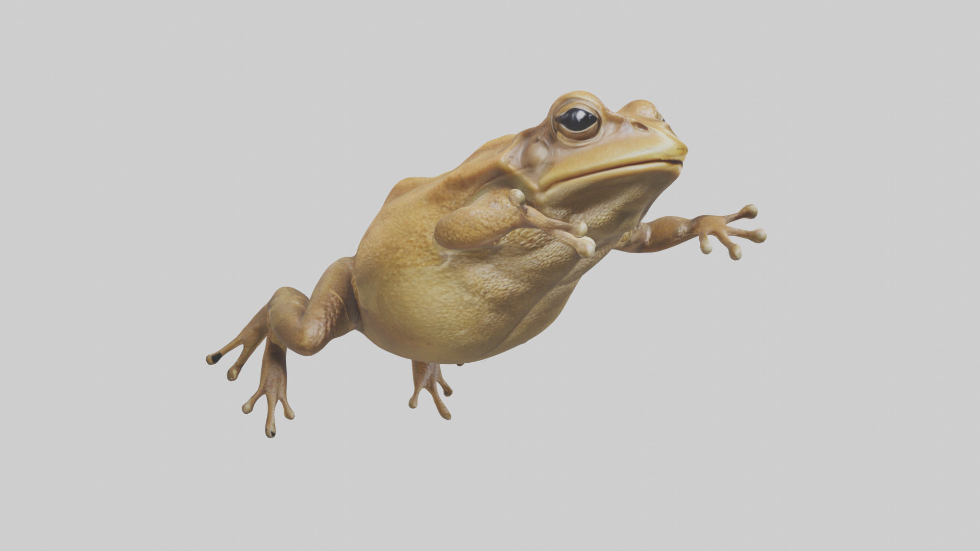 Cane Toad hopping model Low-poly 3D model_7