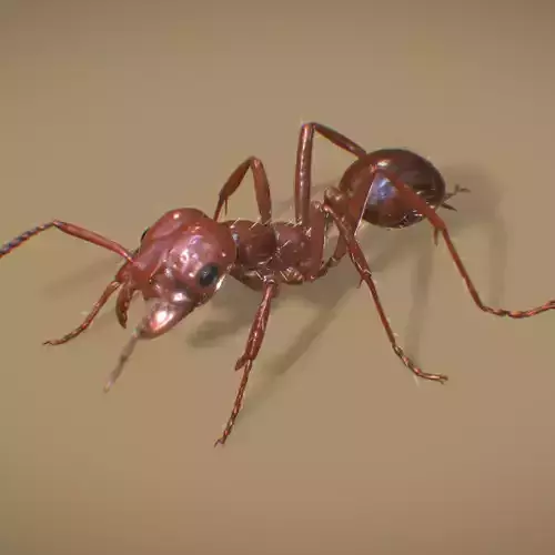 Fire Ant Worker