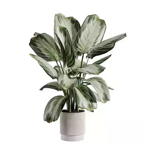 indoor plant 571
