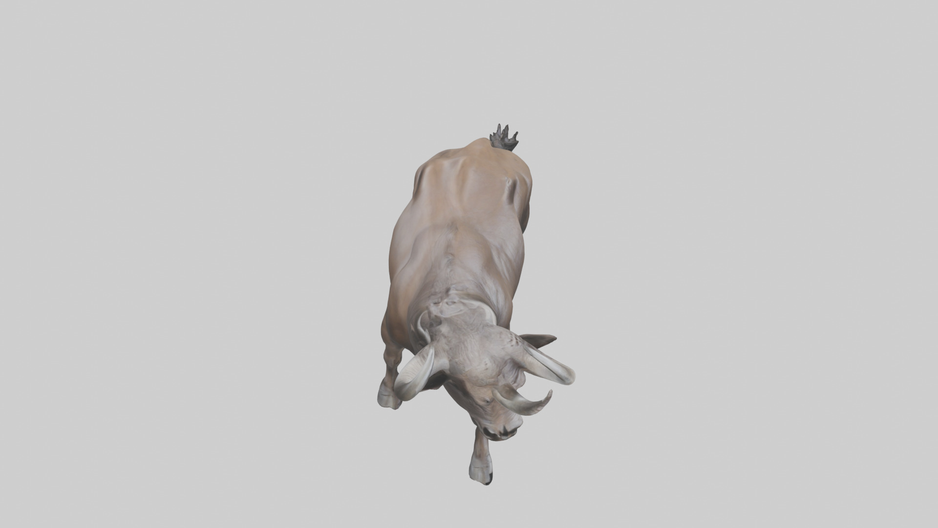 Cape Buffalo charging model Low-poly 3D model_28