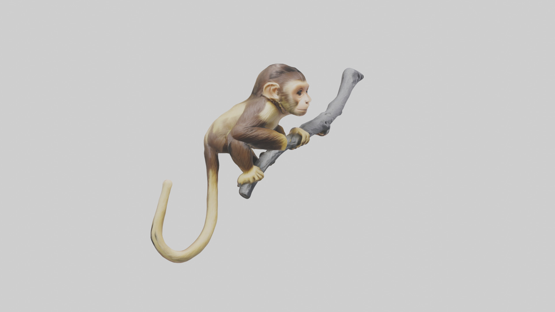 Capuchin Monkey climbing model Low-poly 3D model_16