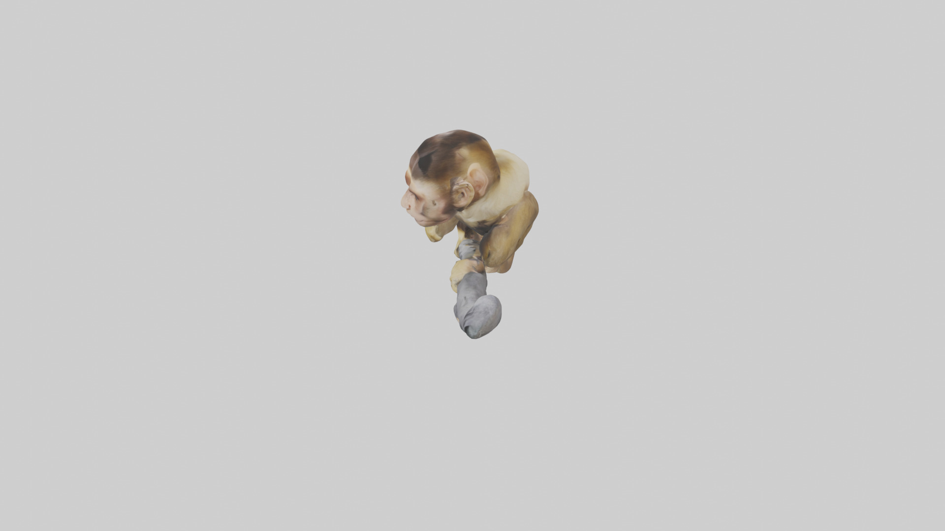 Capuchin Monkey climbing model Low-poly 3D model_27