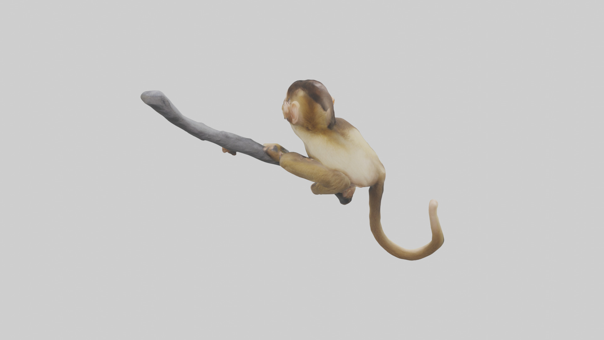 Capuchin Monkey climbing model Low-poly 3D model_25