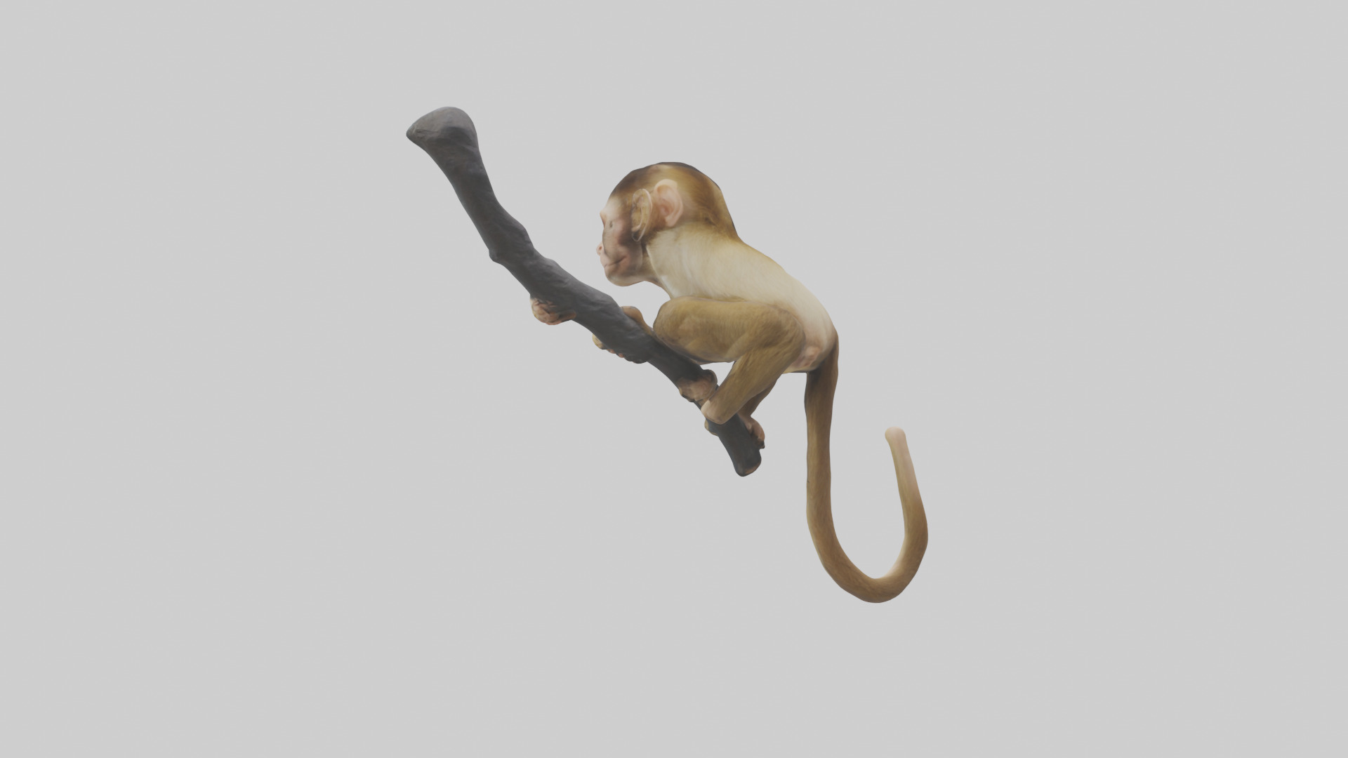 Capuchin Monkey climbing model Low-poly 3D model_1