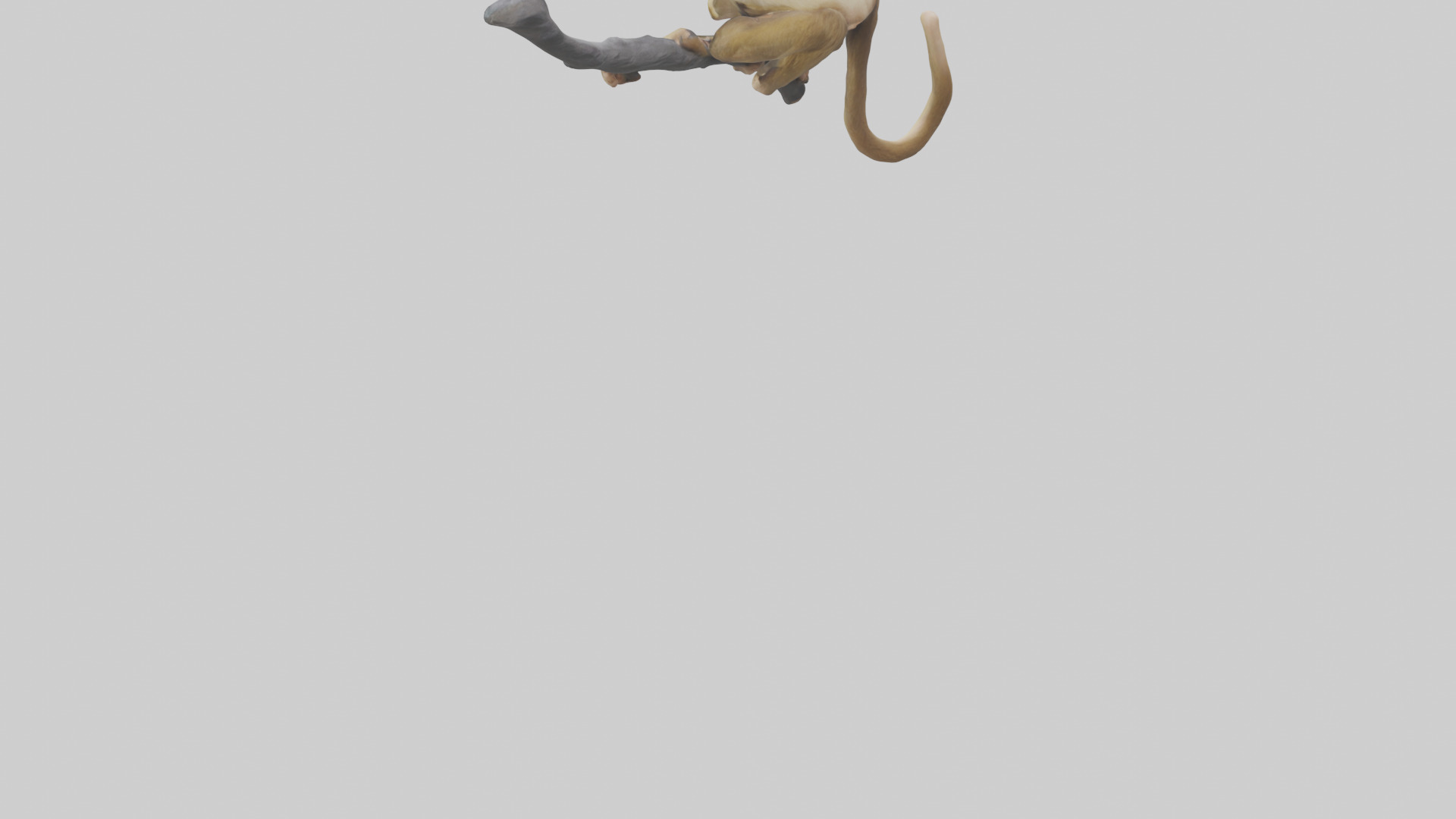 Capuchin Monkey climbing model Low-poly 3D model_3