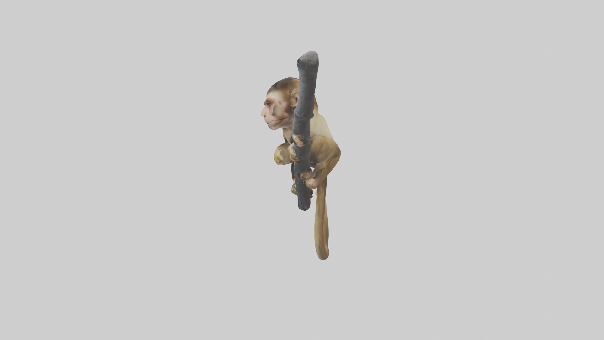 Capuchin Monkey climbing model Low-poly 3D model_22