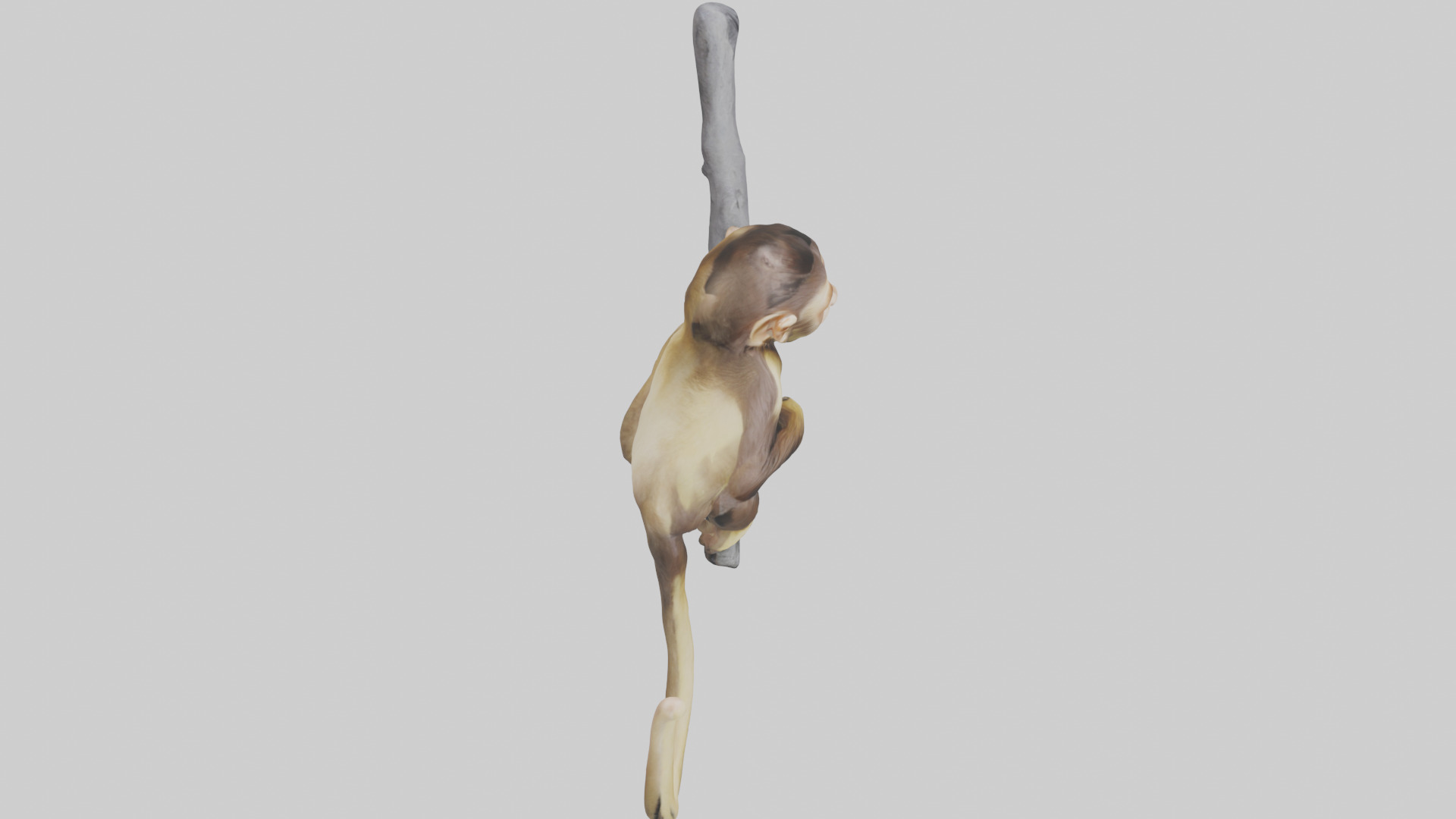 Capuchin Monkey climbing model Low-poly 3D model_28