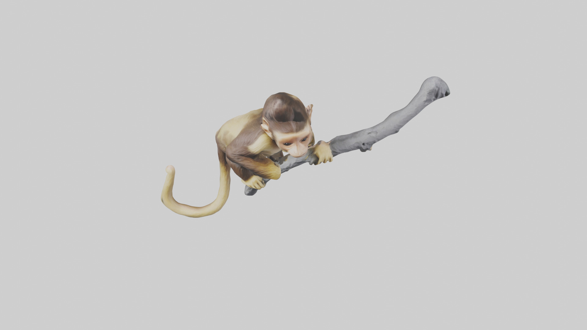 Capuchin Monkey climbing model Low-poly 3D model_26