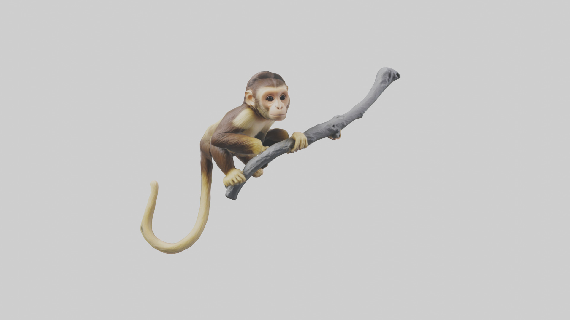 Capuchin Monkey climbing model Low-poly 3D model_17