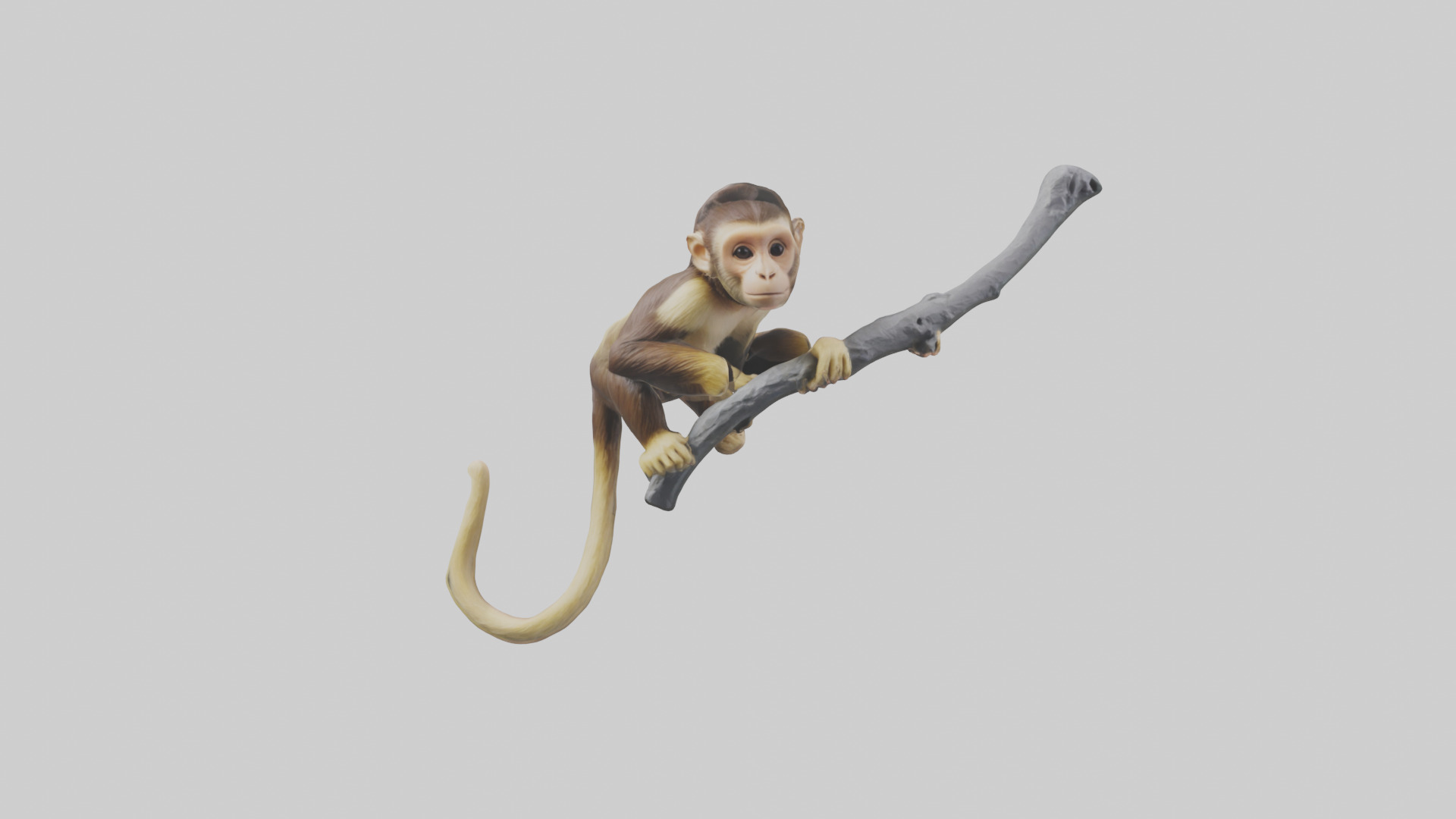 Capuchin Monkey climbing model Low-poly 3D model_12