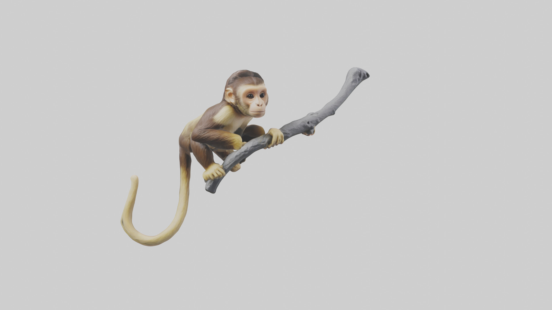 Capuchin Monkey climbing model Low-poly 3D model_18