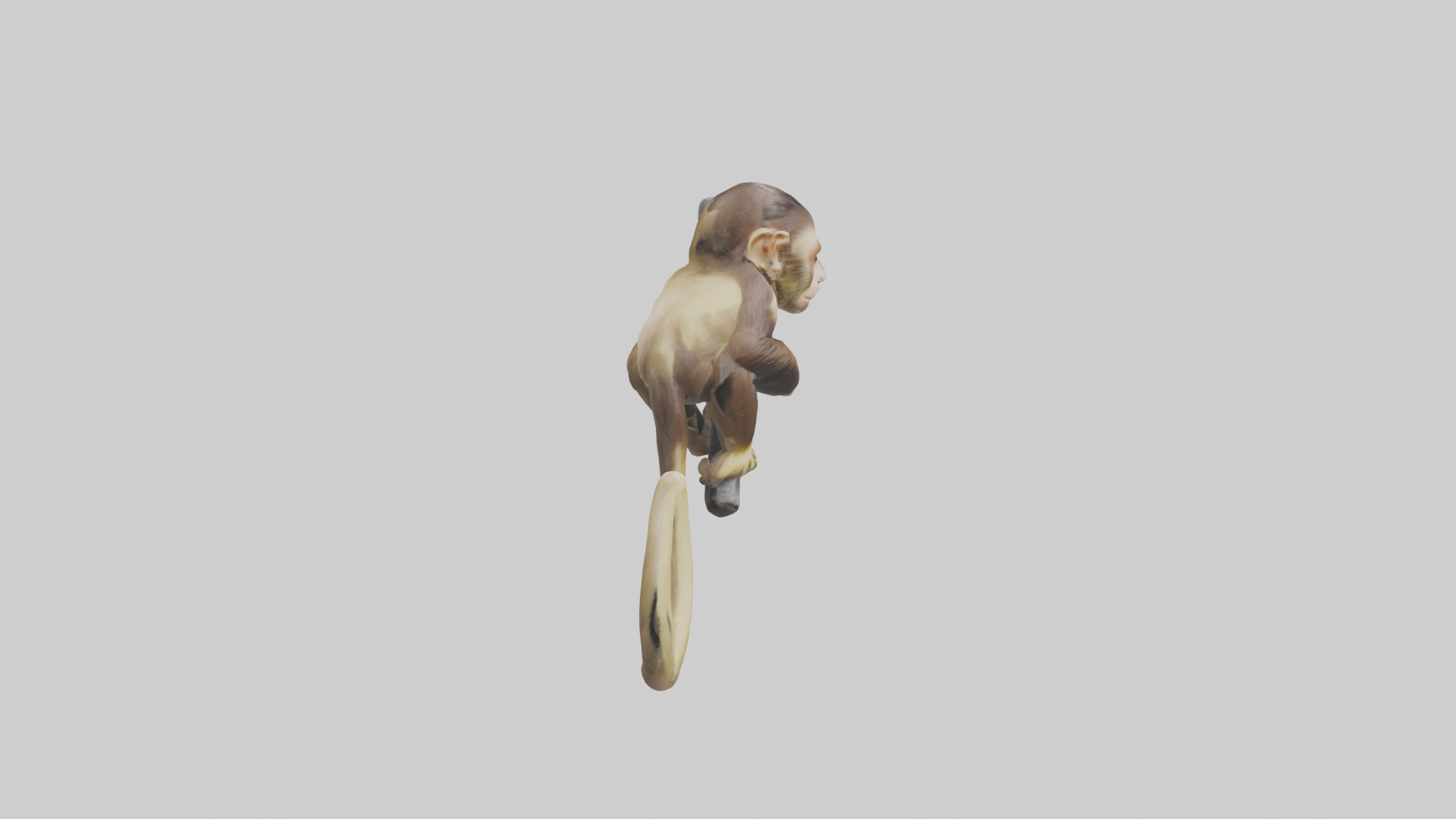 Capuchin Monkey climbing model Low-poly 3D model_23