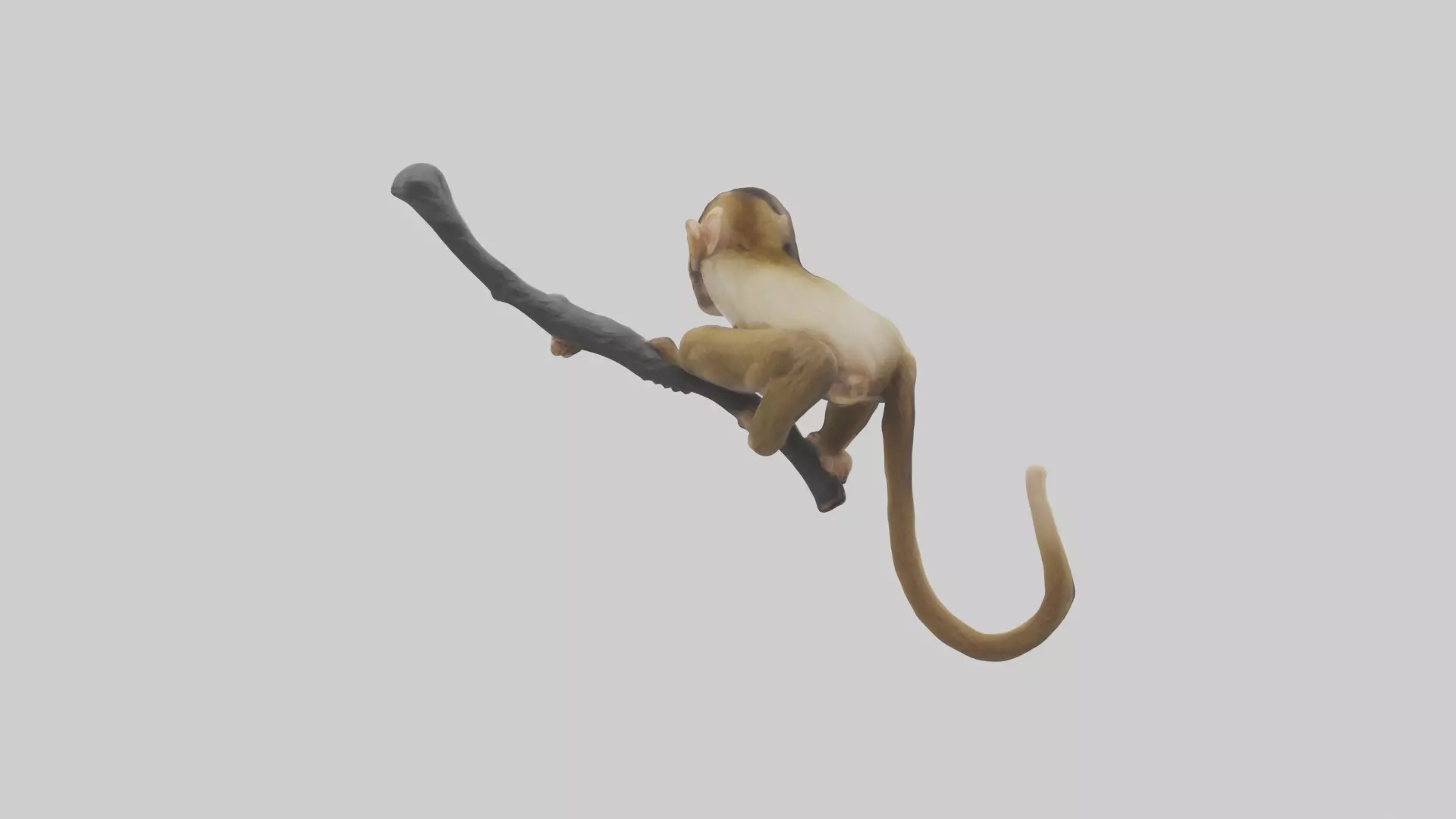 Capuchin Monkey climbing model Low-poly 3D model_0