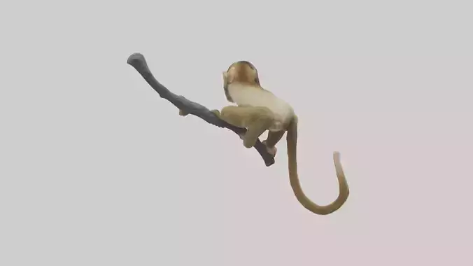 Capuchin Monkey climbing model Low-poly 3D model