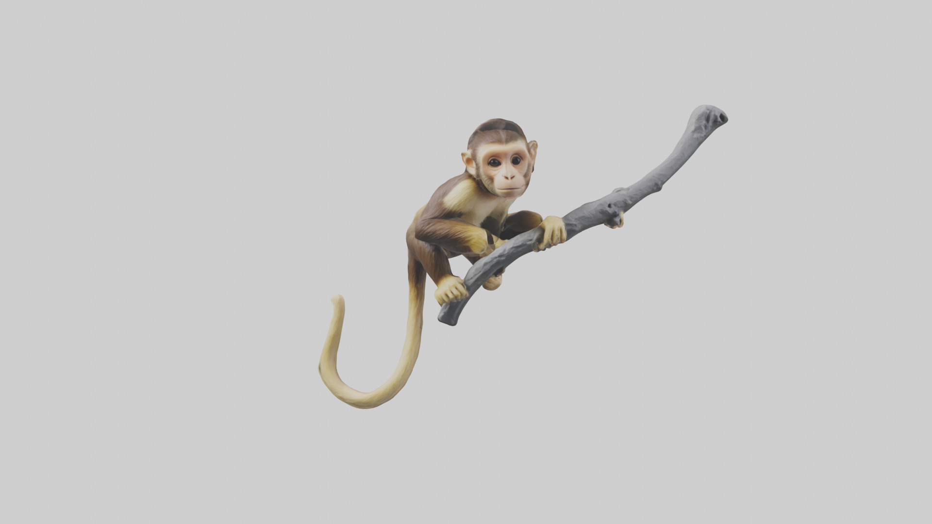 Capuchin Monkey climbing model Low-poly 3D model_13