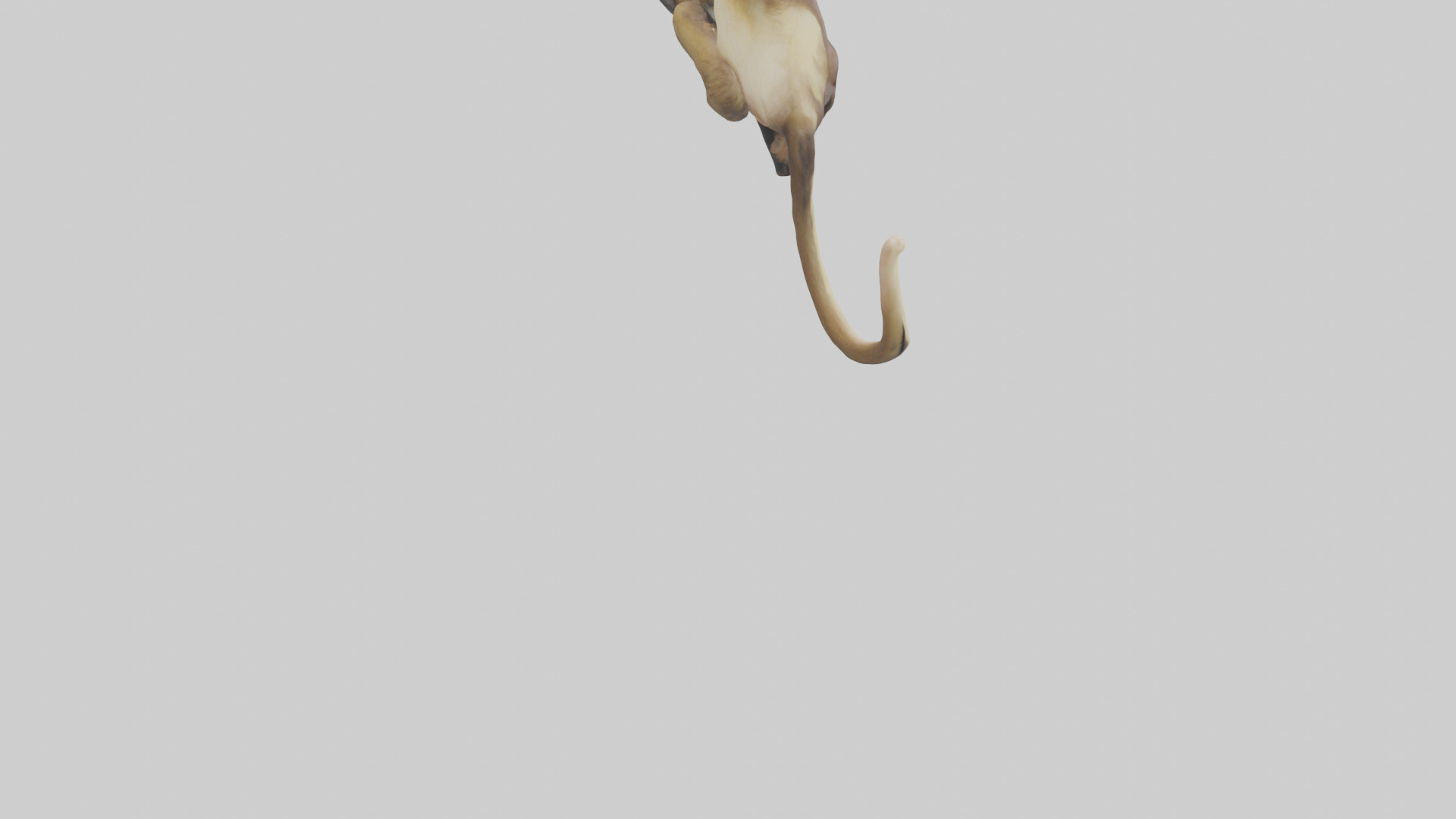 Capuchin Monkey climbing model Low-poly 3D model_4