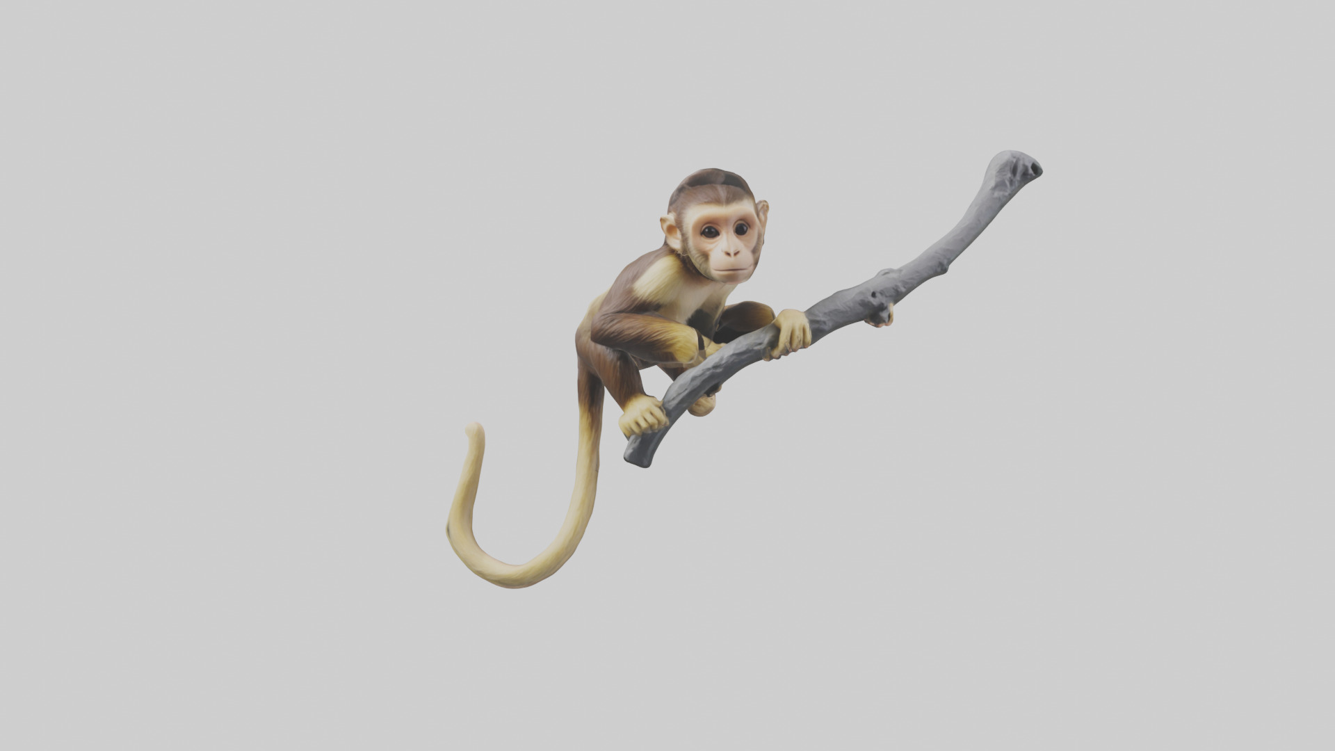 Capuchin Monkey climbing model Low-poly 3D model_15