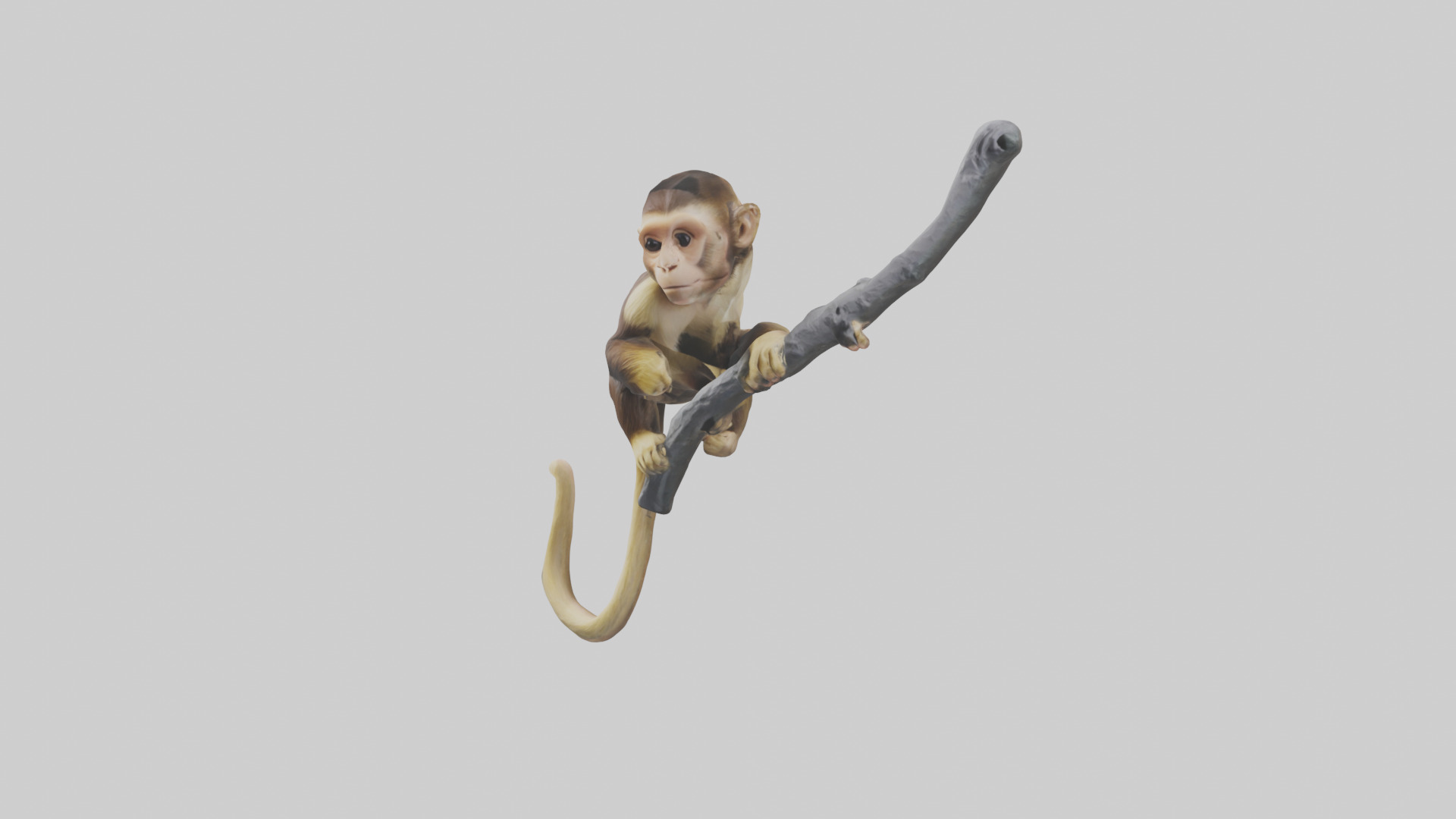 Capuchin Monkey climbing model Low-poly 3D model_11