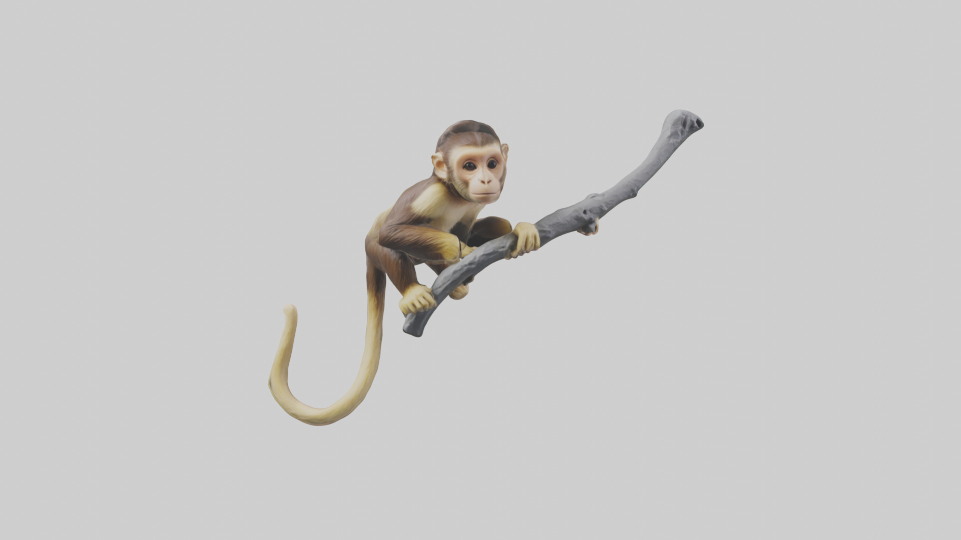 Capuchin Monkey climbing model Low-poly 3D model_14
