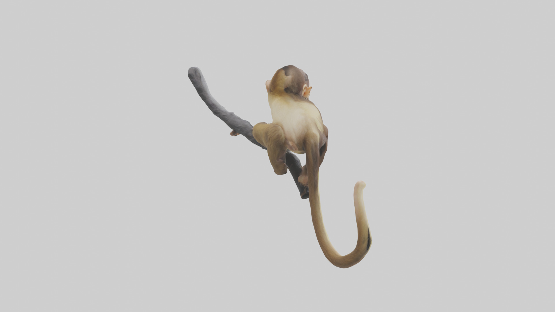 Capuchin Monkey climbing model Low-poly 3D model_2