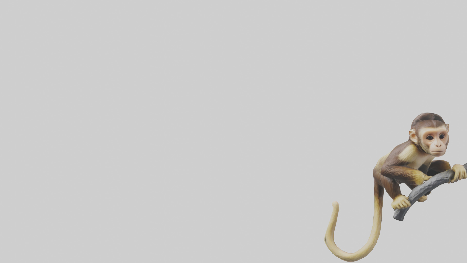 Capuchin Monkey climbing model Low-poly 3D model_21