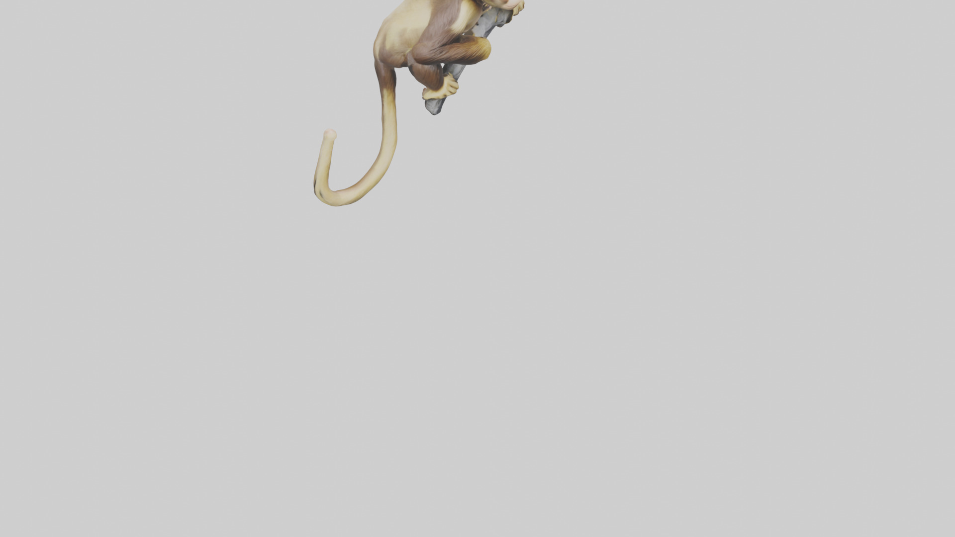 Capuchin Monkey climbing model Low-poly 3D model_6