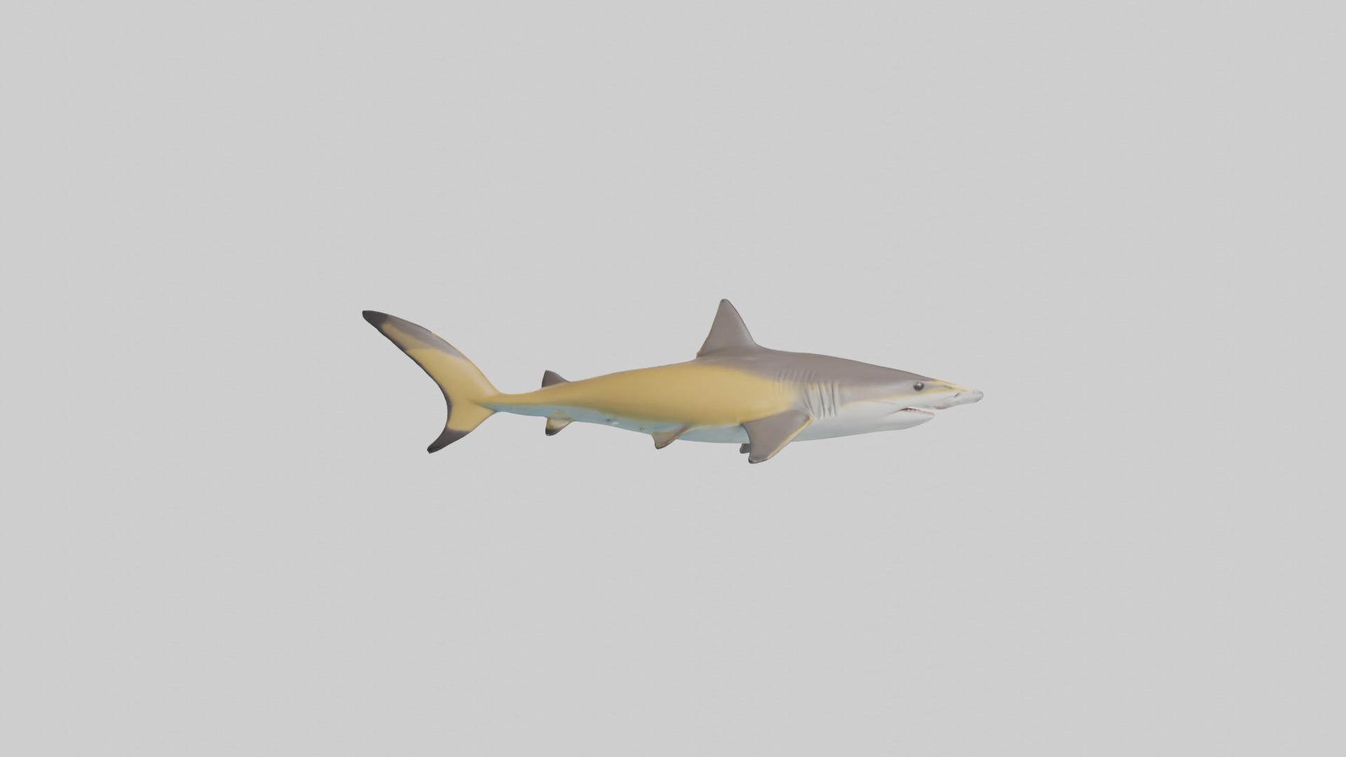 Caribbean Reef Shark swimming model Low-poly 3D model_23
