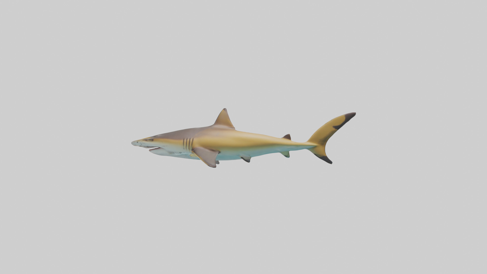 Caribbean Reef Shark swimming model Low-poly 3D model_22