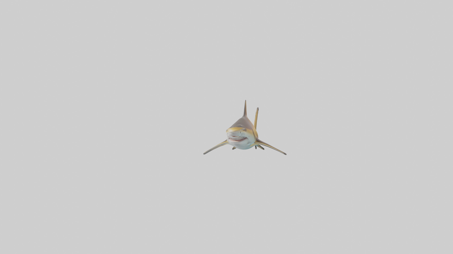 Caribbean Reef Shark swimming model Low-poly 3D model_15