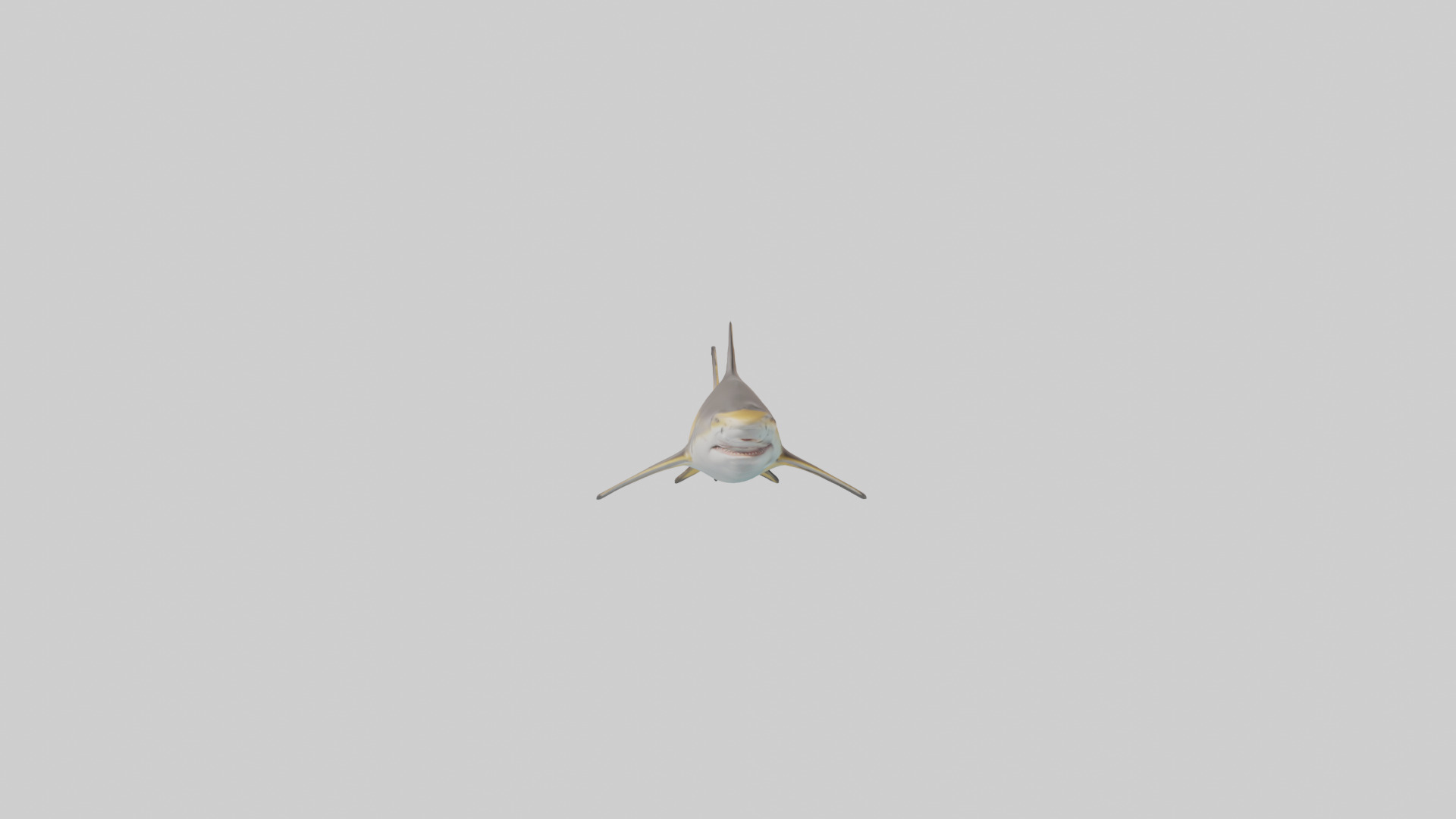 Caribbean Reef Shark swimming model Low-poly 3D model_19