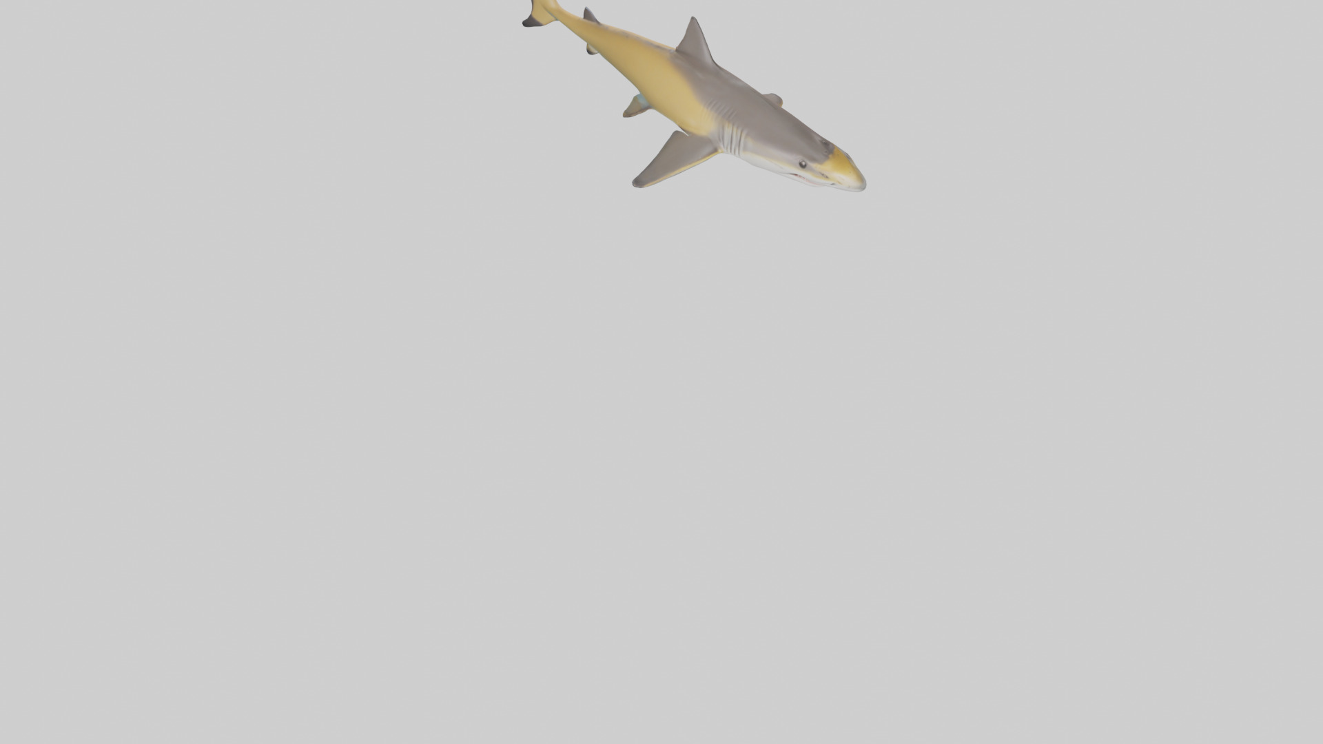 Caribbean Reef Shark swimming model Low-poly 3D model_7