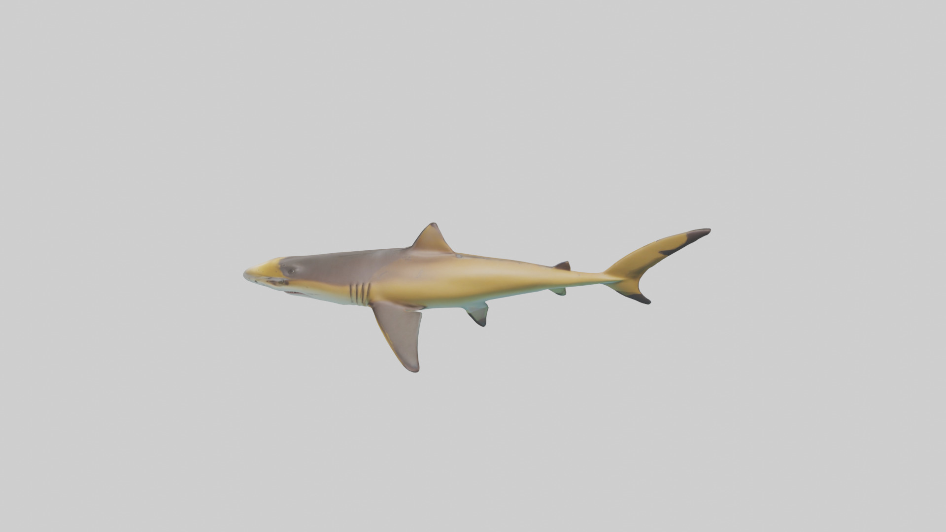 Caribbean Reef Shark swimming model Low-poly 3D model_27