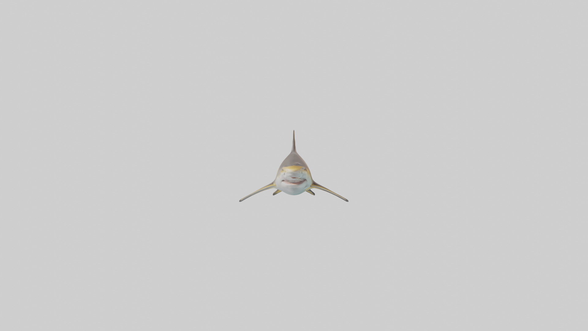 Caribbean Reef Shark swimming model Low-poly 3D model_10