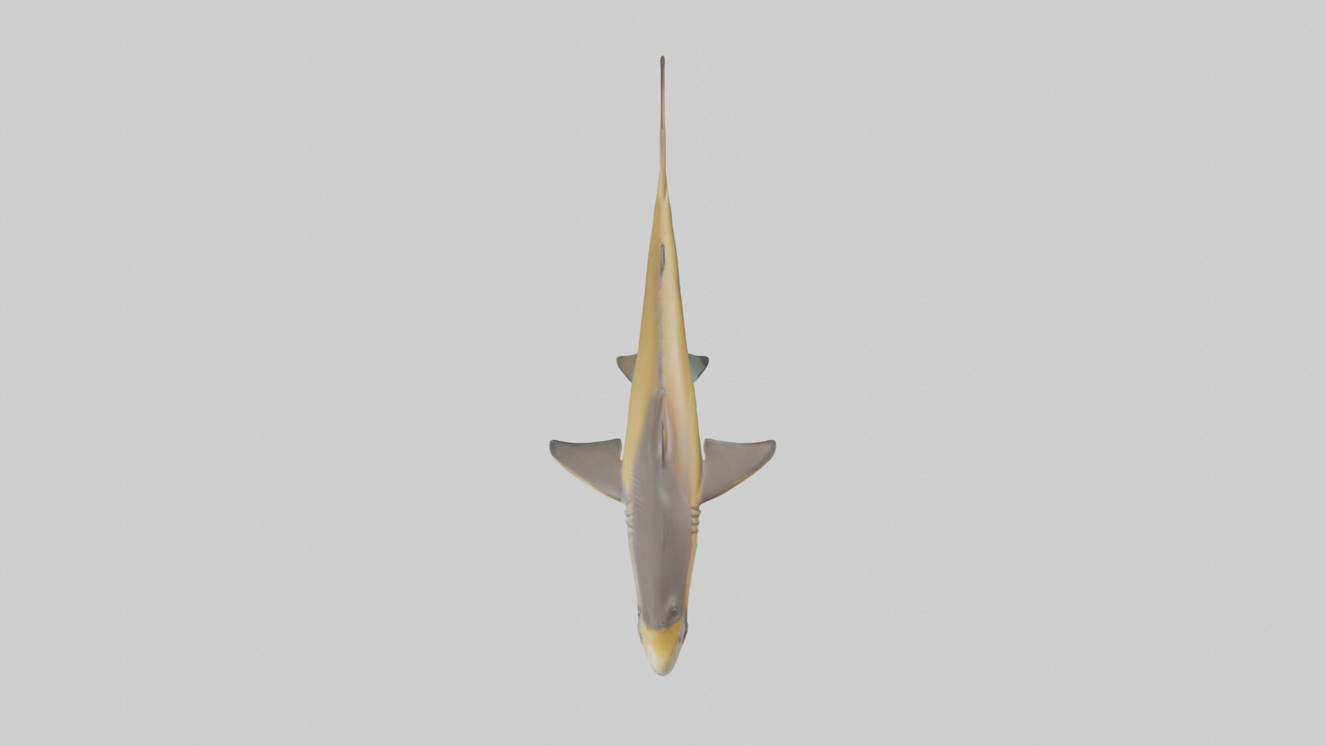 Caribbean Reef Shark swimming model Low-poly 3D model_24