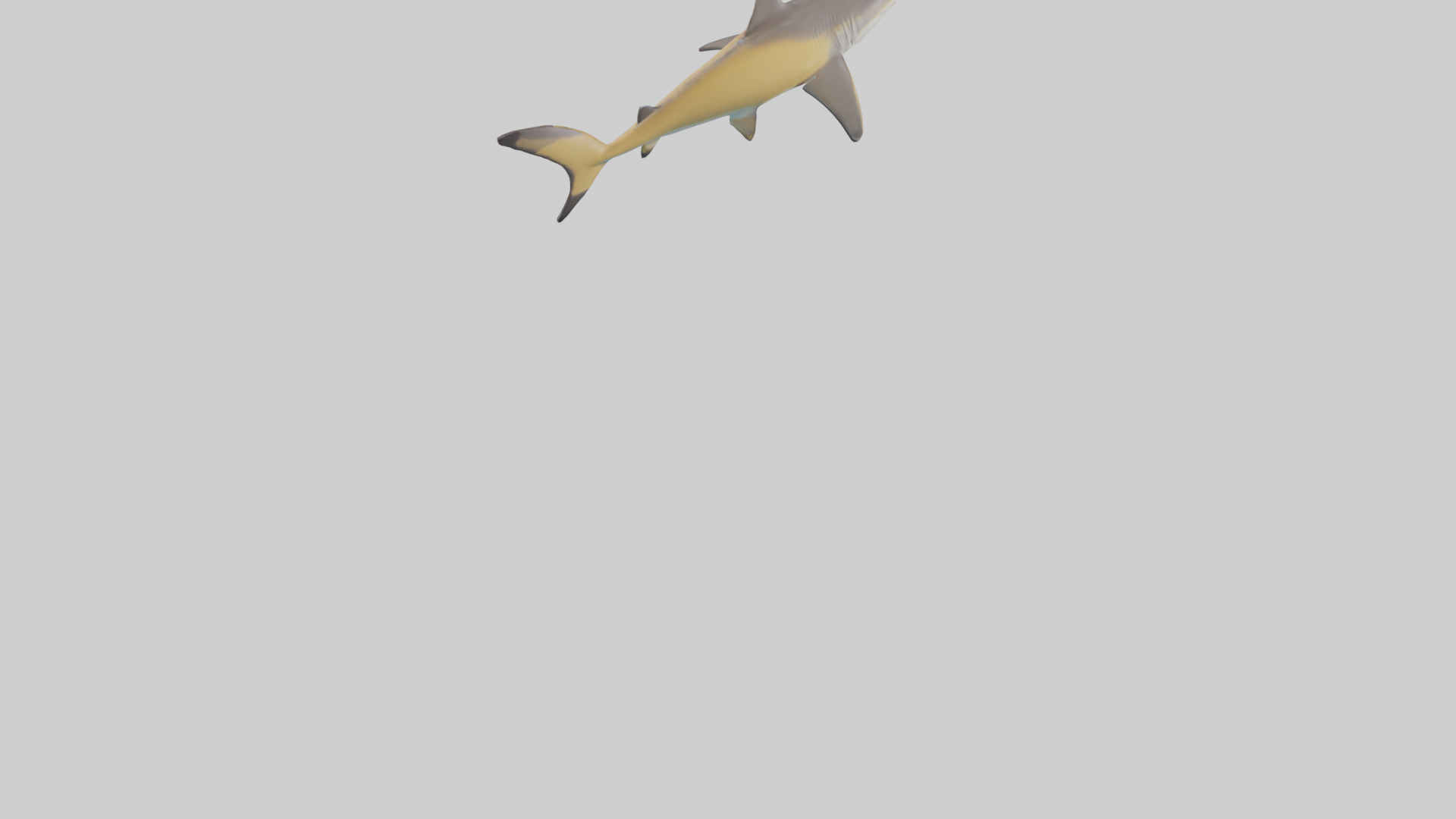 Caribbean Reef Shark swimming model Low-poly 3D model_5
