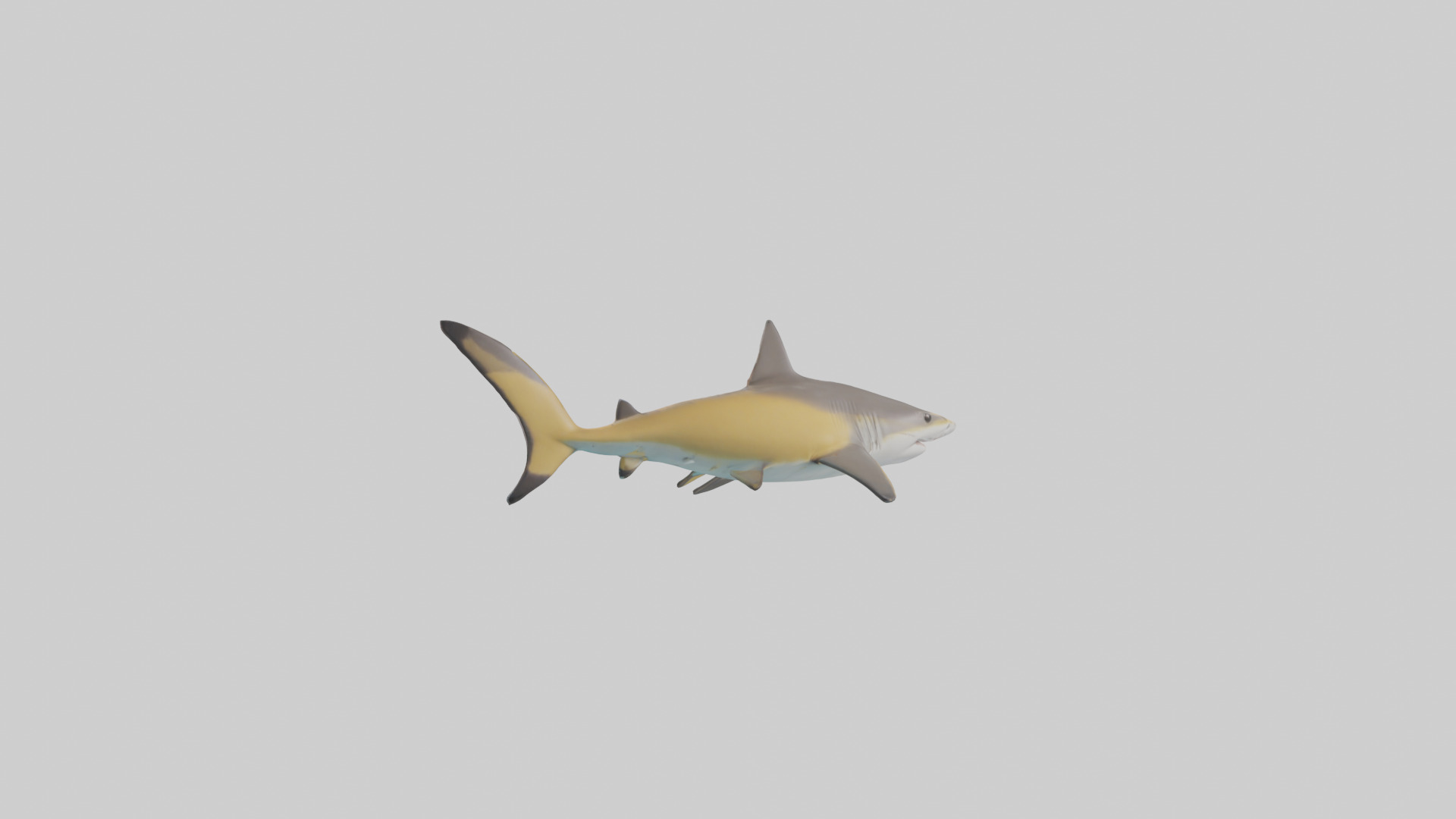 Caribbean Reef Shark swimming model Low-poly 3D model_3