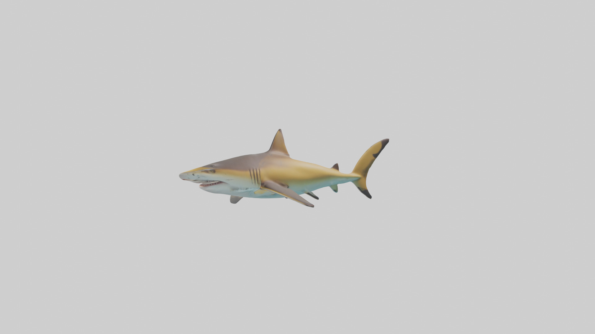 Caribbean Reef Shark swimming model Low-poly 3D model_11