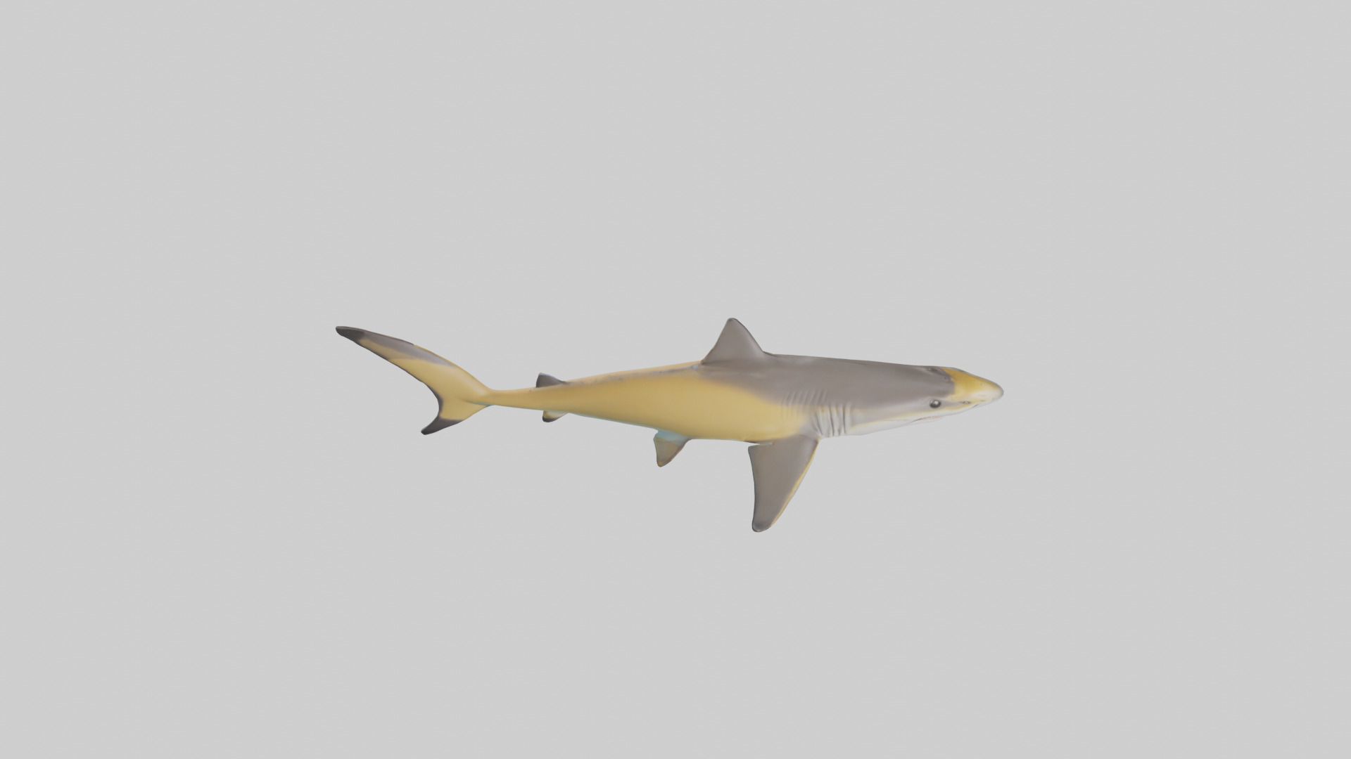 Caribbean Reef Shark swimming model Low-poly 3D model_28