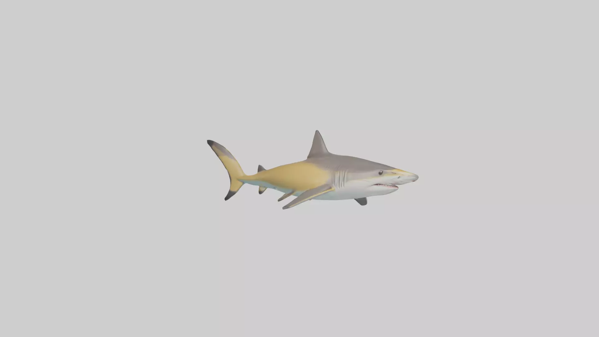 Caribbean Reef Shark swimming model Low-poly 3D model_0