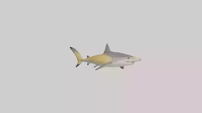 Caribbean Reef Shark swimming model