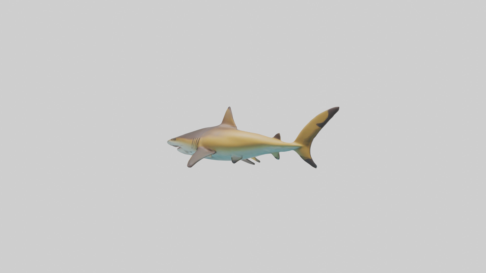 Caribbean Reef Shark swimming model Low-poly 3D model_2