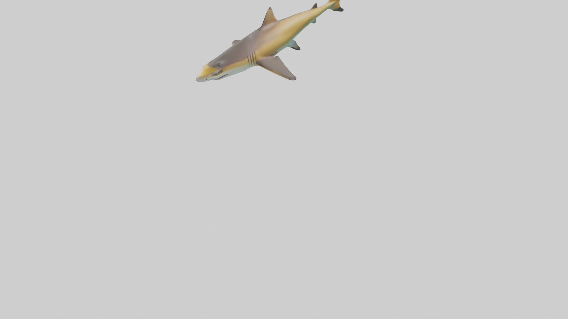 Caribbean Reef Shark swimming model Low-poly 3D model_6