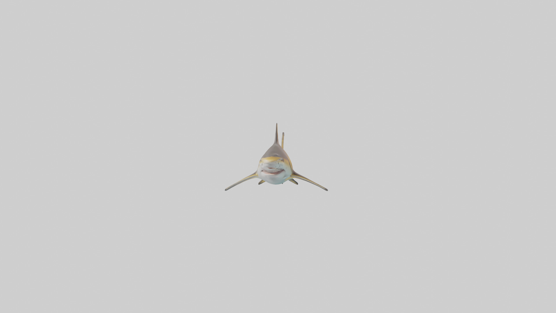 Caribbean Reef Shark swimming model Low-poly 3D model_14