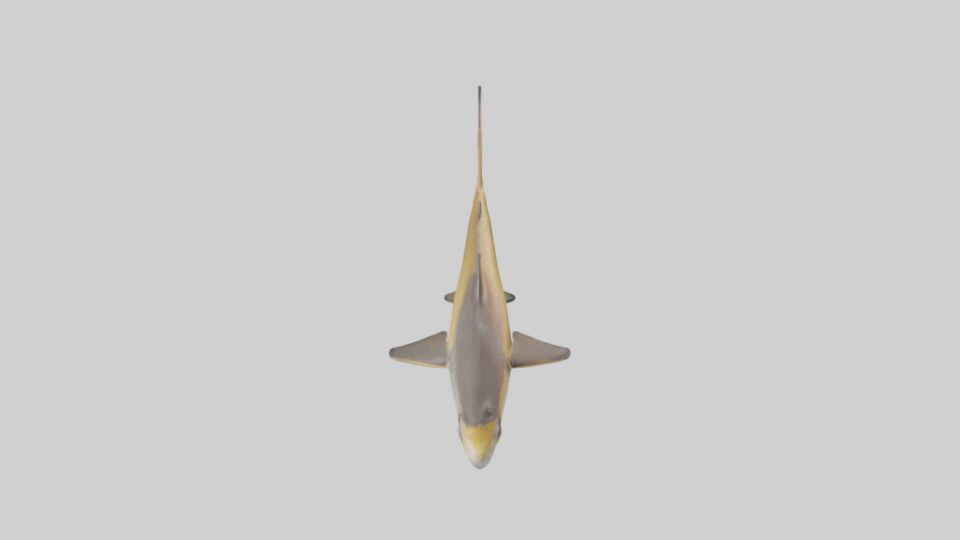 Caribbean Reef Shark swimming model Low-poly 3D model_26