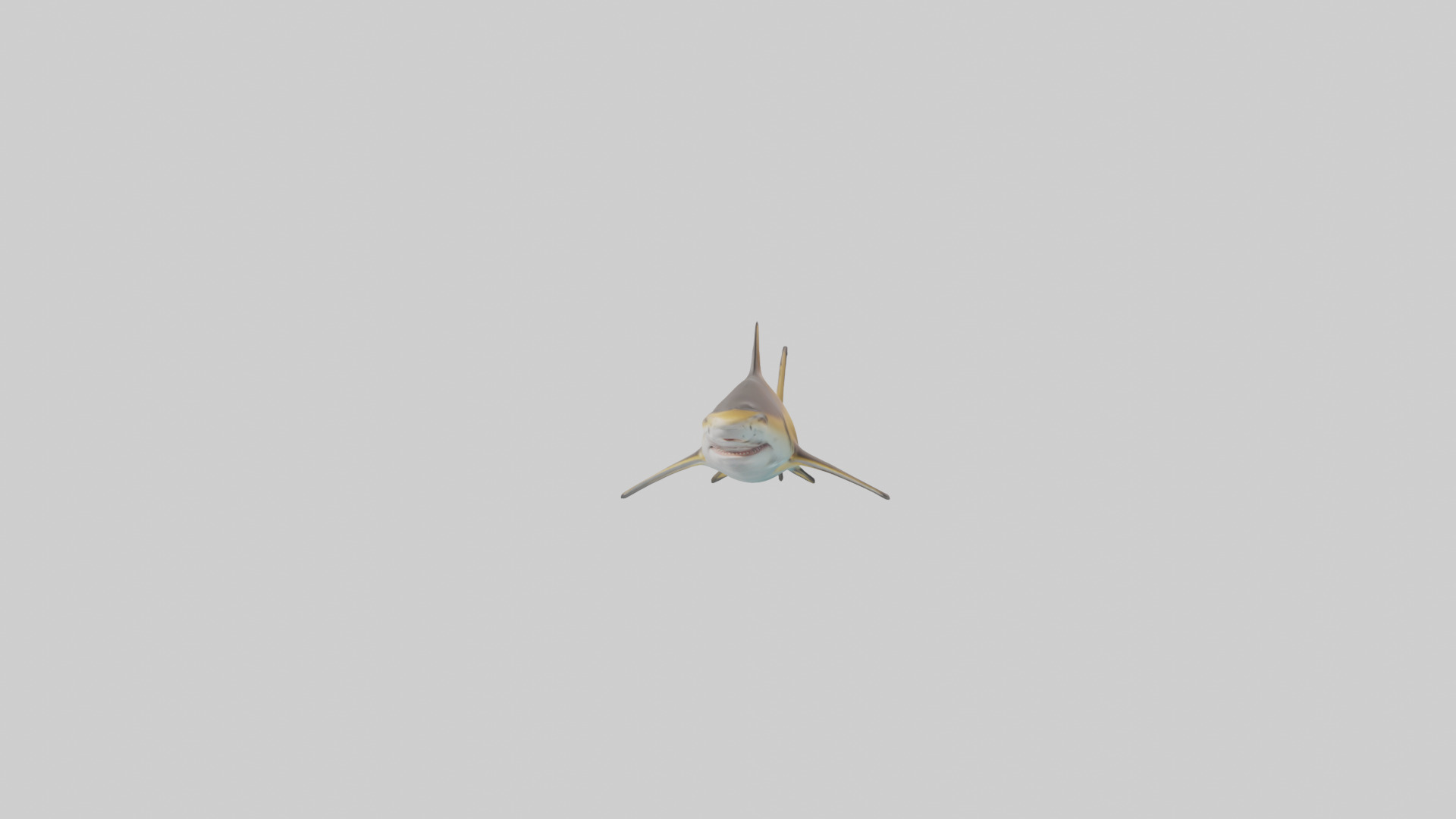 Caribbean Reef Shark swimming model Low-poly 3D model_12
