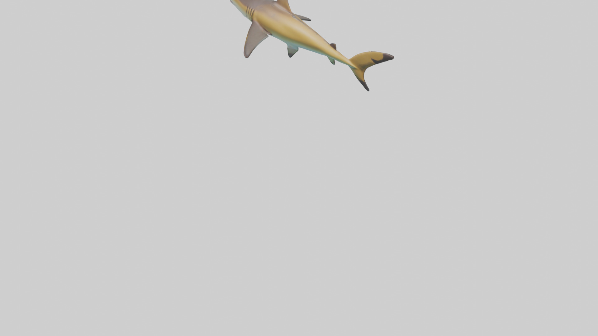 Caribbean Reef Shark swimming model Low-poly 3D model_4
