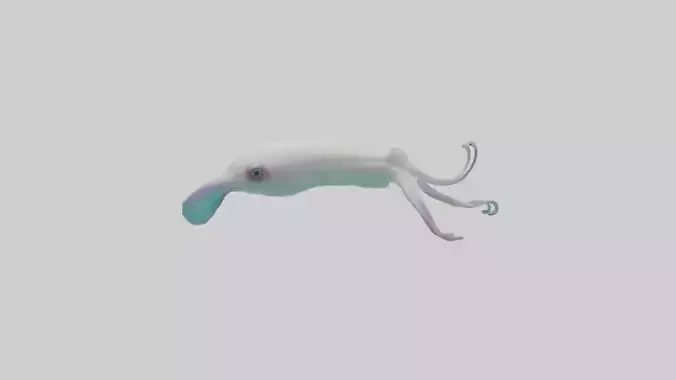 Caribbean Reef Squid gliding model